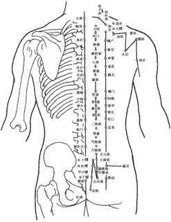 人体背部穴位图